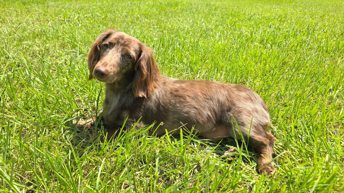A long-haired dachshund relaxing in the grass