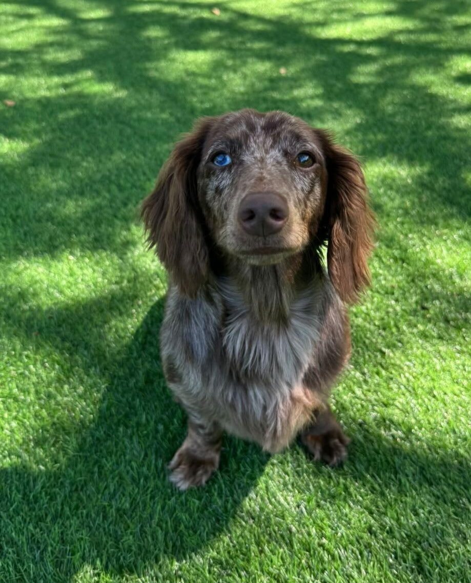 A long-haired dachshund with one blue eye sitting on the grass